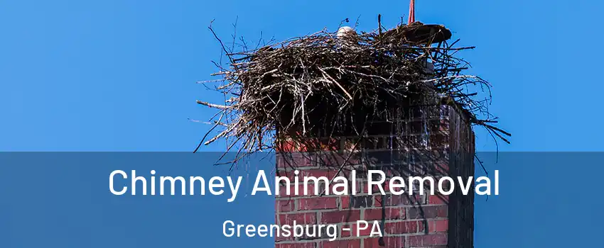  Chimney Animal Removal Greensburg - PA
